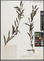 Foto von Salix purpurea L.